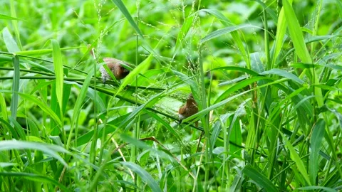 Scaly-breasted munia or spotted munia pecking at and eating seeds of grass Stock Footage 336418616