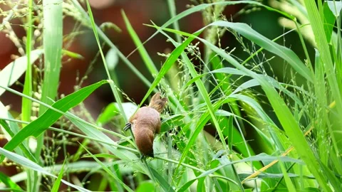 Scaly-breasted munia or spotted munia pecking at and eating seeds of grass Stock-Footage 336671817