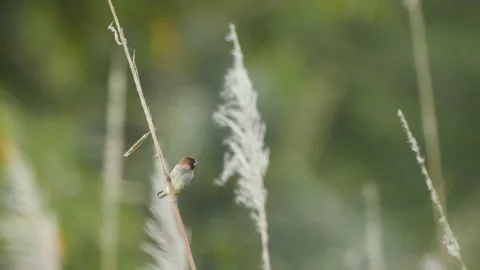 Scaly Breasted Munia Perched In Grass Stock Footage 195223019