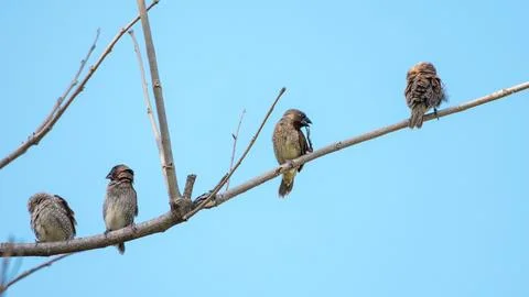 Scaly-breasted Munia perching on tree branch in nature Stock Photos