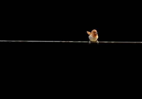 Scaly Breasted Munia perching on wire Stock Photos