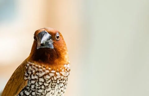 Scaly breasted munia Stock Photos