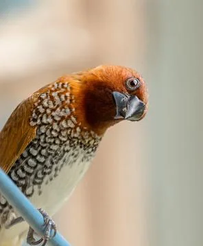 Scaly breasted munia Foto stock