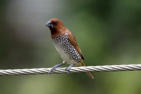 Scaly-breasted munia Stock Photos