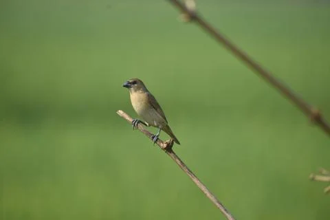 A scaly breasted munia Foto stock