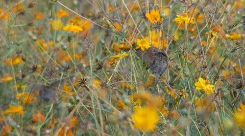 Scaly-breasted Munia resting Stock Footage 60691021
