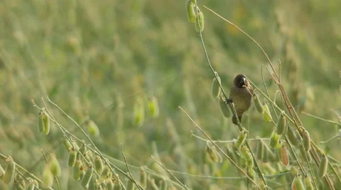 Scaly-breasted Munia standing alone Stock Footage 60629955
