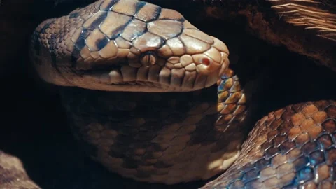 A scaly large reticulated python coiled up in a knot and waits for a victim. A Stock Footage 233544739