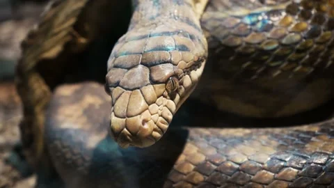 A scaly large reticulated python coiled up in a knot and waits for a victim. A Stock Footage 233544763