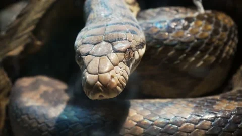 A scaly large reticulated python coiled up in a knot and waits for a victim. A 스톡 동영상 233544782