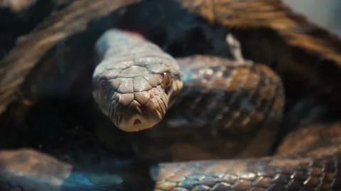 A scaly large reticulated python coiled up in a knot and waits for a victim. A Stock Footage 233544784