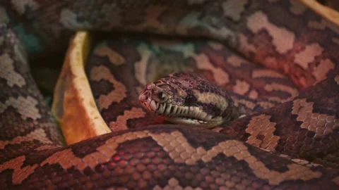 A scaly large reticulated python coiled up in a knot and waits for a victim. A Stock-Footage 233545044