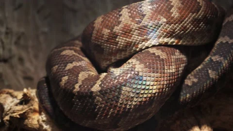 A scaly large reticulated python coiled up in a knot and waits for a victim. A Video stock 233545085