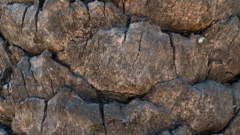 Scaly palm tree trunk, tree bark background Stock Photos