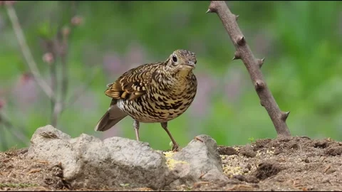 Scaly Thrush Bird Foraging on the Ground in Forest. Vidéo 328898234
