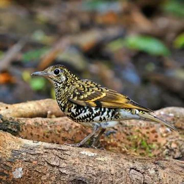 Scaly thrush Stock Photos