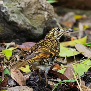 Scaly thrush Stock Photos