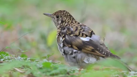 Scaly thrush zoothera dauma standing on the ground in a forest Stock-Footage 335049573