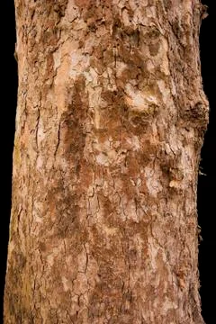 Scaly tree bark of the platane Stock Photos