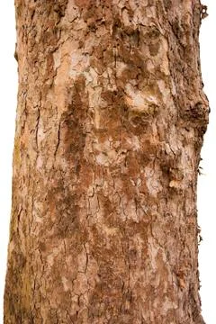 Scaly tree bark of the platane Stock Photos