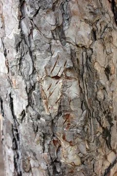The scaly trunk of an old large pine Foto stock