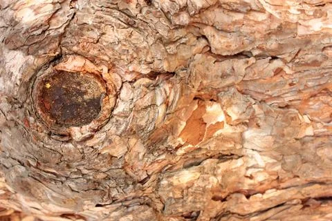 The scaly trunk of an old large pine Stock Photos