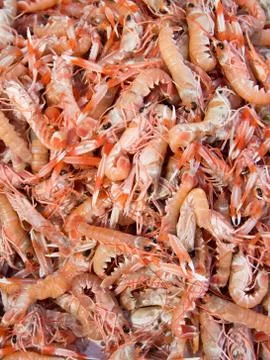 Scampi Stock Photos