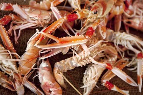Scampi on a stall Stock Photos