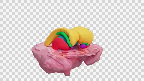Scan of a  3d Brain Model 動画素材 247549404