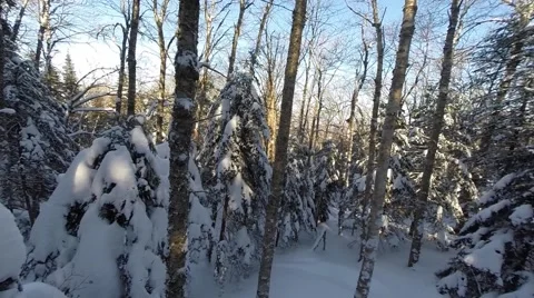 Scan Through Trees Video stock 46468555