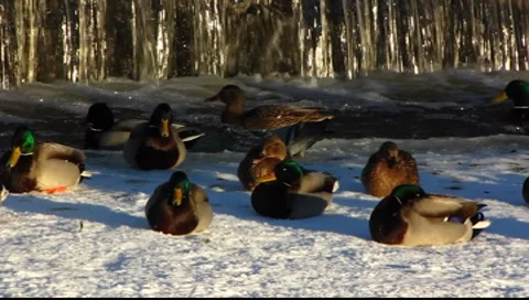 Scandinavia Finland people feeding Mallards ducks in winter snow Stock Footage