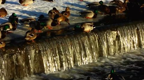 Scandinavia Finland people feeding Mallards ducks in winter snow Stock Footage