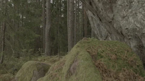 Scandinavian forest. caves Stock Footage 50543765