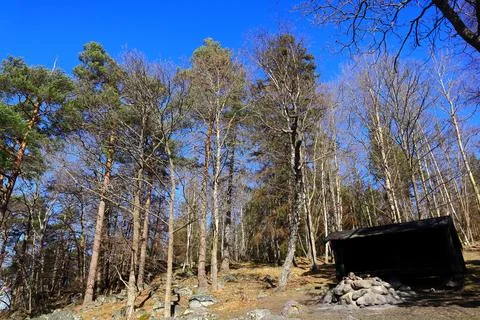 Scandinavian forest during spring. Stock Photos