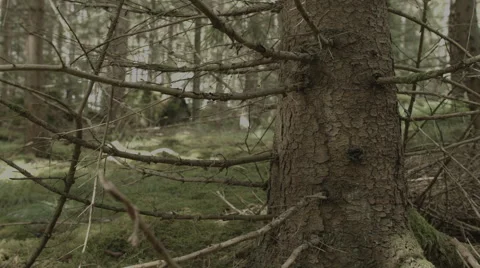 Scandinavian forest. Stock Footage 50543543