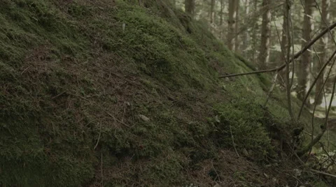 Scandinavian forest. Stock Footage 50543595