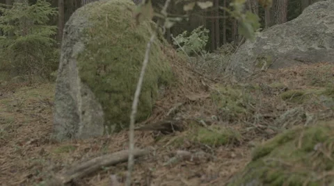 Scandinavian forest. Stock Footage 50543674