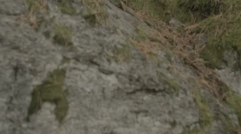 Scandinavian forest. Stock Footage 50543675