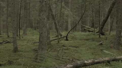Scandinavian forest. Stock Footage 50543865