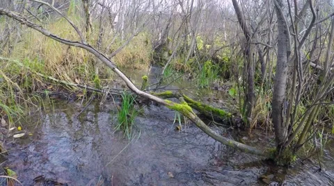 Scandinavian forest. 库存影片 55355907