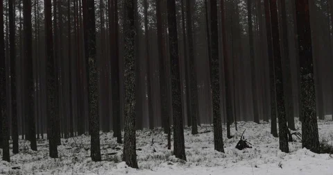 Scandinavian Forest Stock Footage 84912556