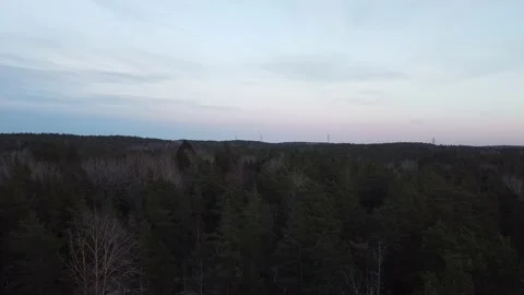 Scandinavian forest Stock Footage