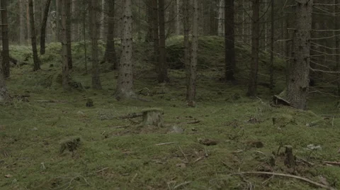 Scandinavian forest. left to right slider dolly move along a green forest floor  Stock Footage 50543782
