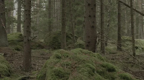 Scandinavian forest. left to right slider dolly move along a green forest floor  Stock Footage 50543878