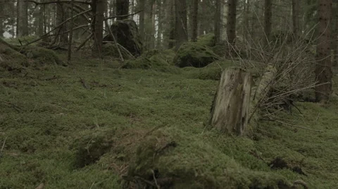Scandinavian forest. left to right slider dolly move along a green forest floor  Stock Footage 50544055