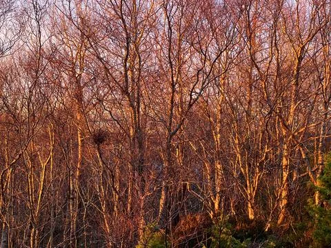Scandinavian forest Stockfoto's