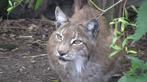 Scandinavian Lynx medium shot Stock Footage 23225623