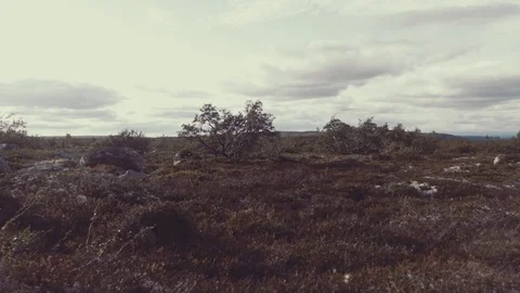 Scandinavian Mountain field Stock Footage 79624081