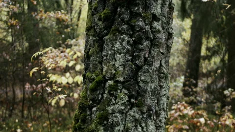 Scandinavian tree Stock Footage 233098709