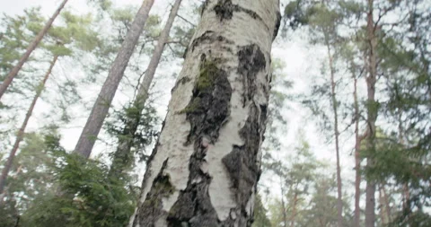 Scandinavian tree Stock Footage 233904112